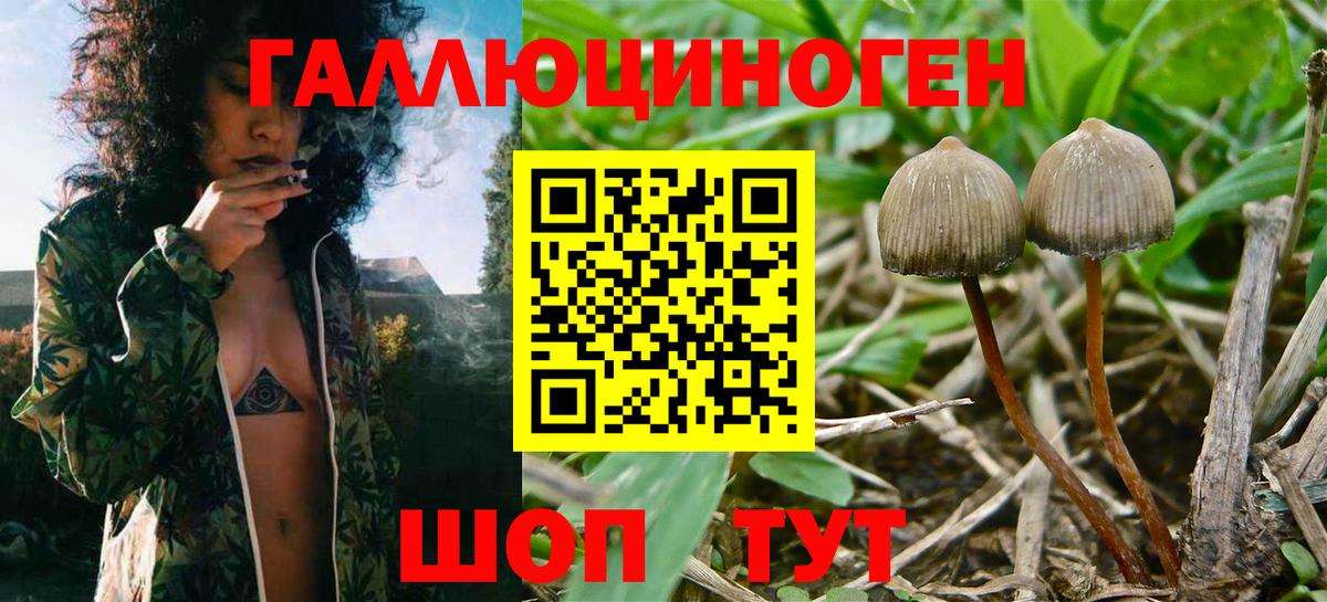 Псилоцибиновые грибы прущие грибы Вязники